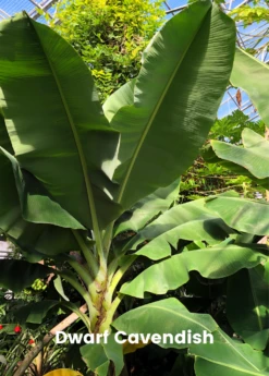 Banana Bundle: Siam Ruby, Blood Banana, Dwarf Cavendish & Red Abyssinian -Plant related-Sow Exotic 4 4