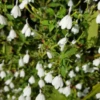 White Crane Flower (Rhinacanthus Nasutus) -Plant related-Sow Exotic 517D69F9 F6E3 4EFF 9461 74409010F9D8