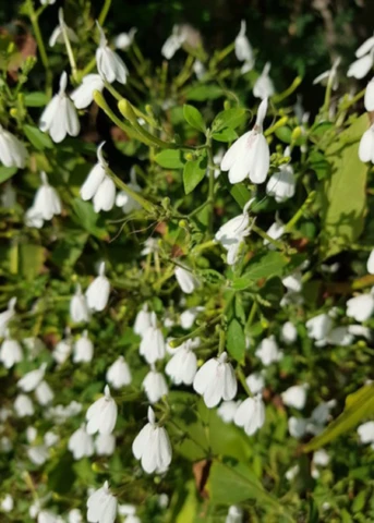 White Crane Flower (Rhinacanthus Nasutus) 3 White Crane Flower (Rhinacanthus Nasutus)