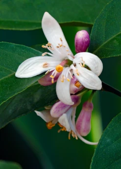 Meyer Lemon (Citrus × Meyeri) 14 Meyer Lemon (Citrus × Meyeri) -Plant related-Sow Exotic 5 5bc7f1dc d173 47eb 86cd 5fce4473849a