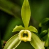 Vanilla Bean Orchid (Vanilla Planifolia) -Plant related-Sow Exotic 5 9364cbdd 11ee 40e2 b8d0 627a972742b4