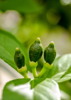 Meyer Lemon (Citrus × Meyeri) 16 Meyer Lemon (Citrus × Meyeri) -Plant related-Sow Exotic 7