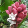 Pink Banana (Musa Vulpina) -Plant related-Sow Exotic 71972A07 0A0A 44A0 B8BE 8214347188F6