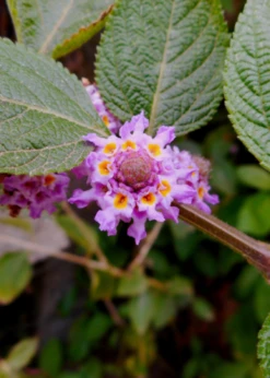 Oaxaca Lemon Verbena (Lippia Alba)
