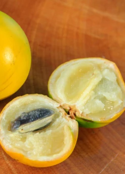 Abiu (Pouteria Caimito) -Plant related-Sow Exotic Abiu Tree for Sale SowExotic.com 2