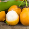 Achacha, Achachairú (Garcinia Humilis) -Plant related-Sow Exotic Achacha Fruit Tree Sow Exotic Live Plant Illicium verum 57fac94f bd8e 49ab af8d c8630198d7fc