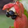 Ackee (Blighia Sapida) 1 Ackee (Blighia Sapida) -Plant related-Sow Exotic Ackeetreeforsalesowexotic