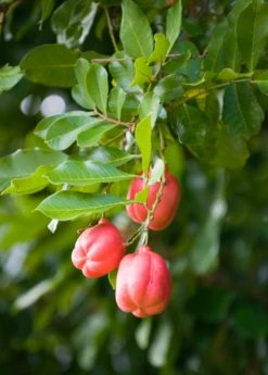 Ackee (Blighia Sapida) -Plant related-Sow Exotic Ackeetreeforsalesowexotic 2