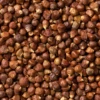 Grains Of Paradise (Aframomum Melegueta) -Plant related-Sow Exotic Aframomummeleguetagrainsofparadiseplantsowexotic 1