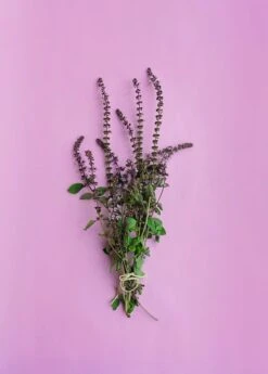 African Blue Basil (Ocimum Kilimandscharicum × Basilicum 'Dark Opal') -Plant related-Sow Exotic African Blue Basil Plant for Sale SowExotic