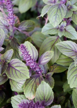 African Blue Basil (Ocimum Kilimandscharicum × Basilicum 'Dark Opal') -Plant related-Sow Exotic African Blue basil plant for sale SowExotic