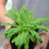 African Dream Root (Silene Undulata Syn. Silene Capensis) -Plant related-Sow Exotic African Dream Root Plant for Sale SowExotic