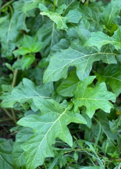 African Eggplant (Solanum Aethiopicum) -Plant related-Sow Exotic African Eggplant plant for Sale SowExotic