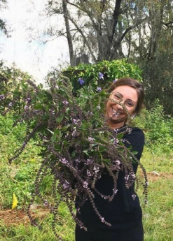 African Blue Basil (Ocimum Kilimandscharicum × Basilicum 'Dark Opal') -Plant related-Sow Exotic African blue basil plant for sale SowExotic.com