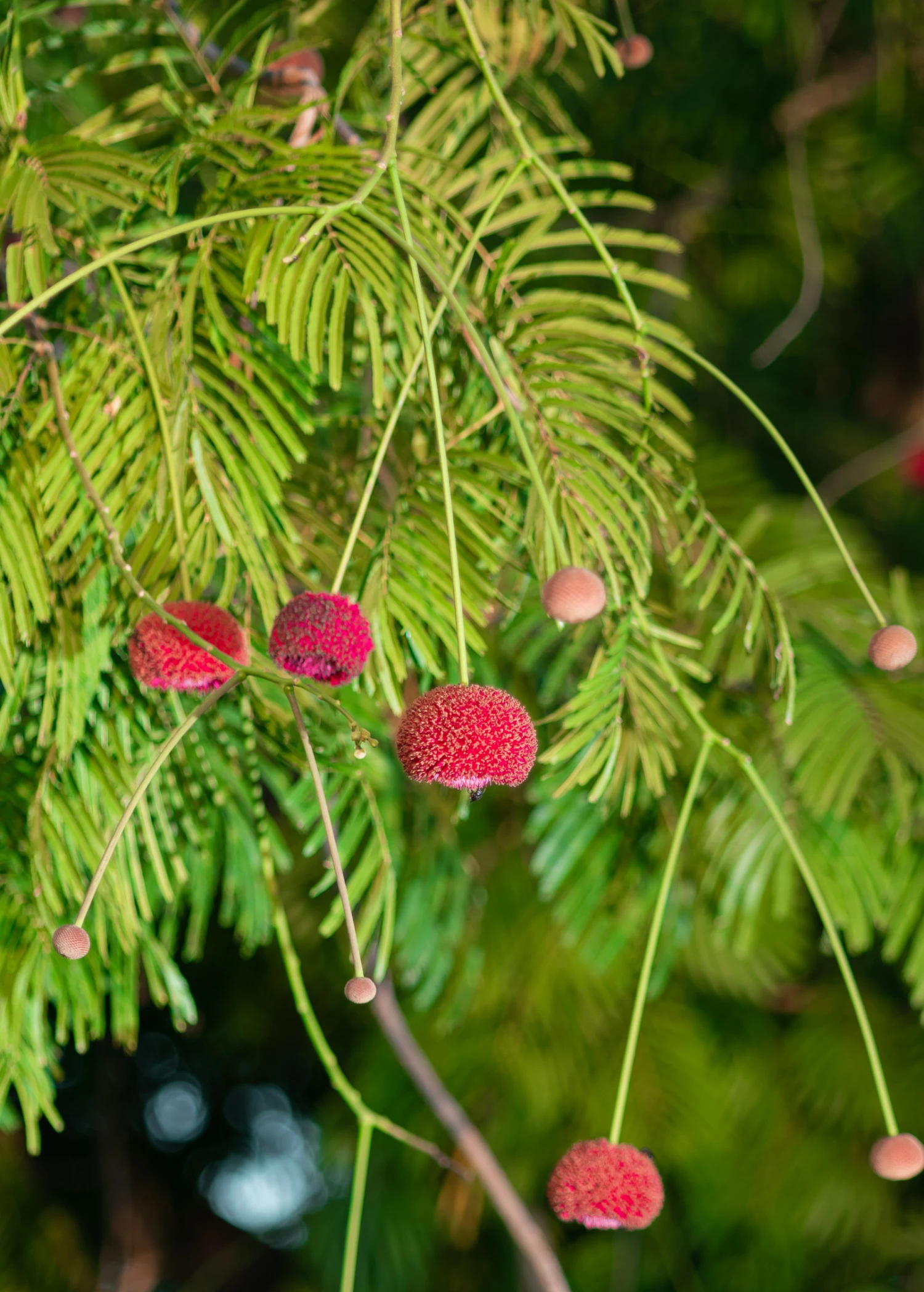 African Locust Bean Tree (Parkia Biglobosa) 5 African Locust Bean Tree (Parkia Biglobosa) - Image 3
