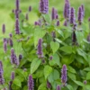 Anise Hyssop (Agastache Foeniculum) -Plant related-Sow Exotic Agastache foeniculum anise hyssop live plant for sale sow exotic