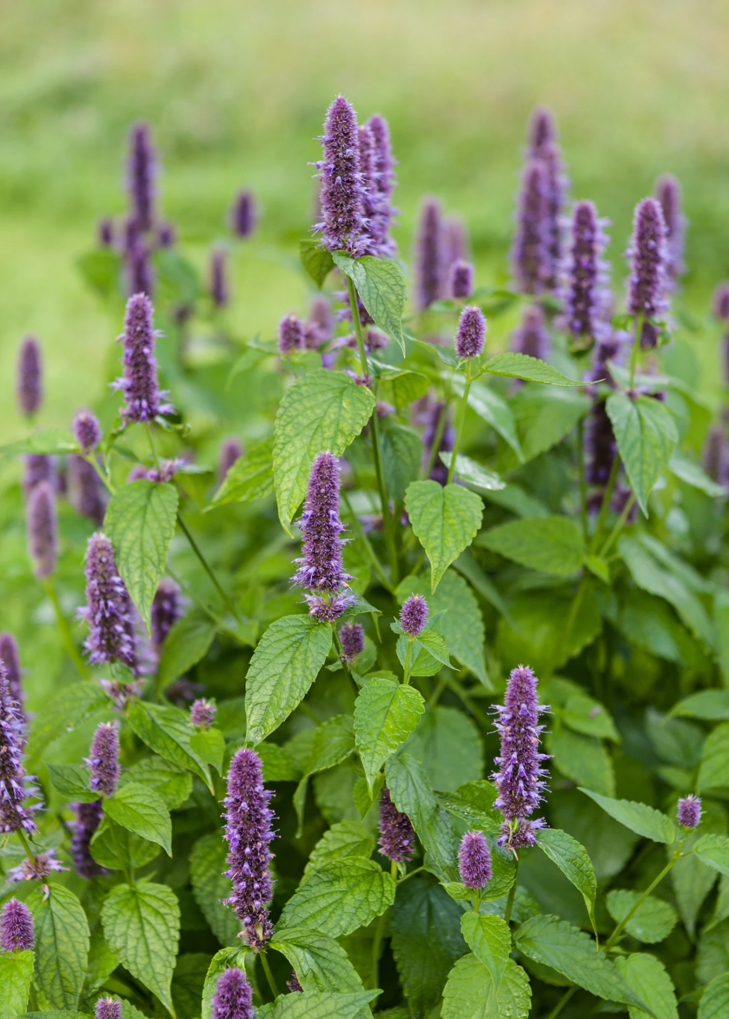Anise Hyssop (Agastache Foeniculum)