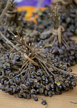 Allspice (Pimenta Dioica) 12 Allspice (Pimenta Dioica) -Plant related-Sow Exotic Allspice Plant for sale SowExotic.com