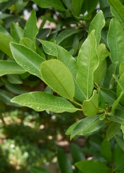 Allspice (Pimenta Dioica)