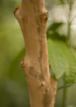 Allspice (Pimenta Dioica) 10 Allspice (Pimenta Dioica) -Plant related-Sow Exotic Allspice Pimentadioica plant for sale SowEXotic.com