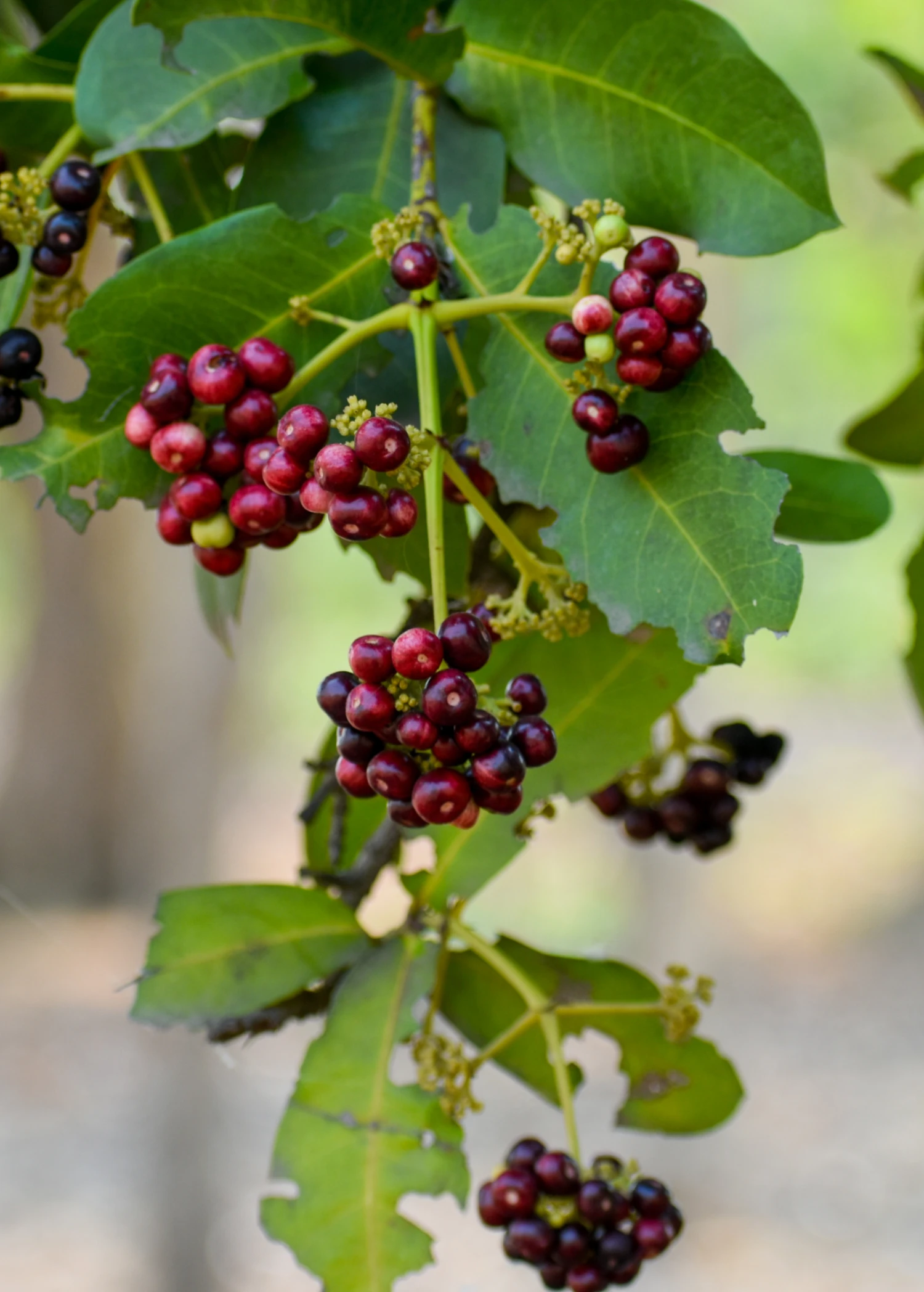 Allspice (Pimenta Dioica) 4 Allspice (Pimenta Dioica) - Image 2
