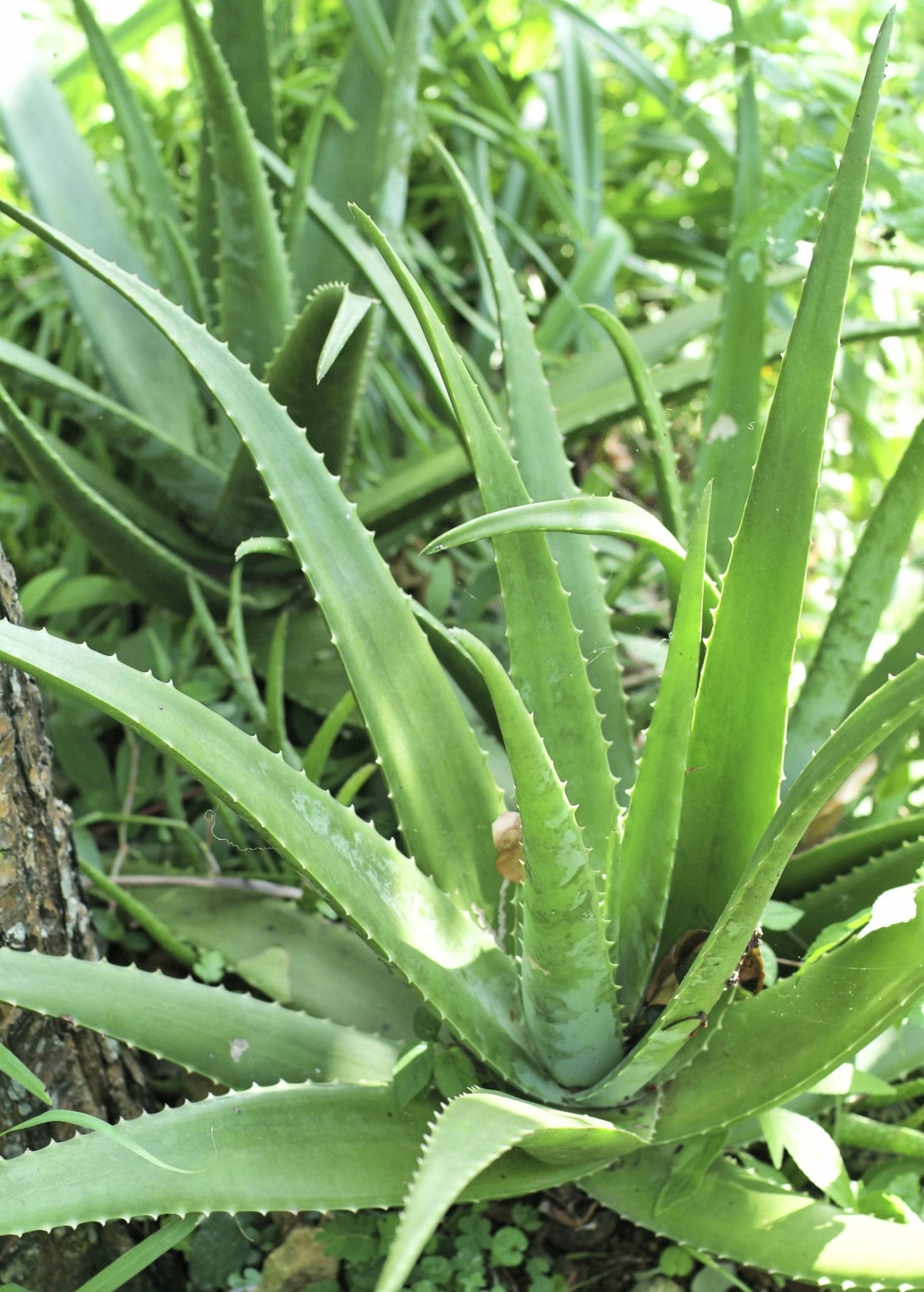 Aloe (Aloe Vera) 3 Aloe (Aloe Vera)