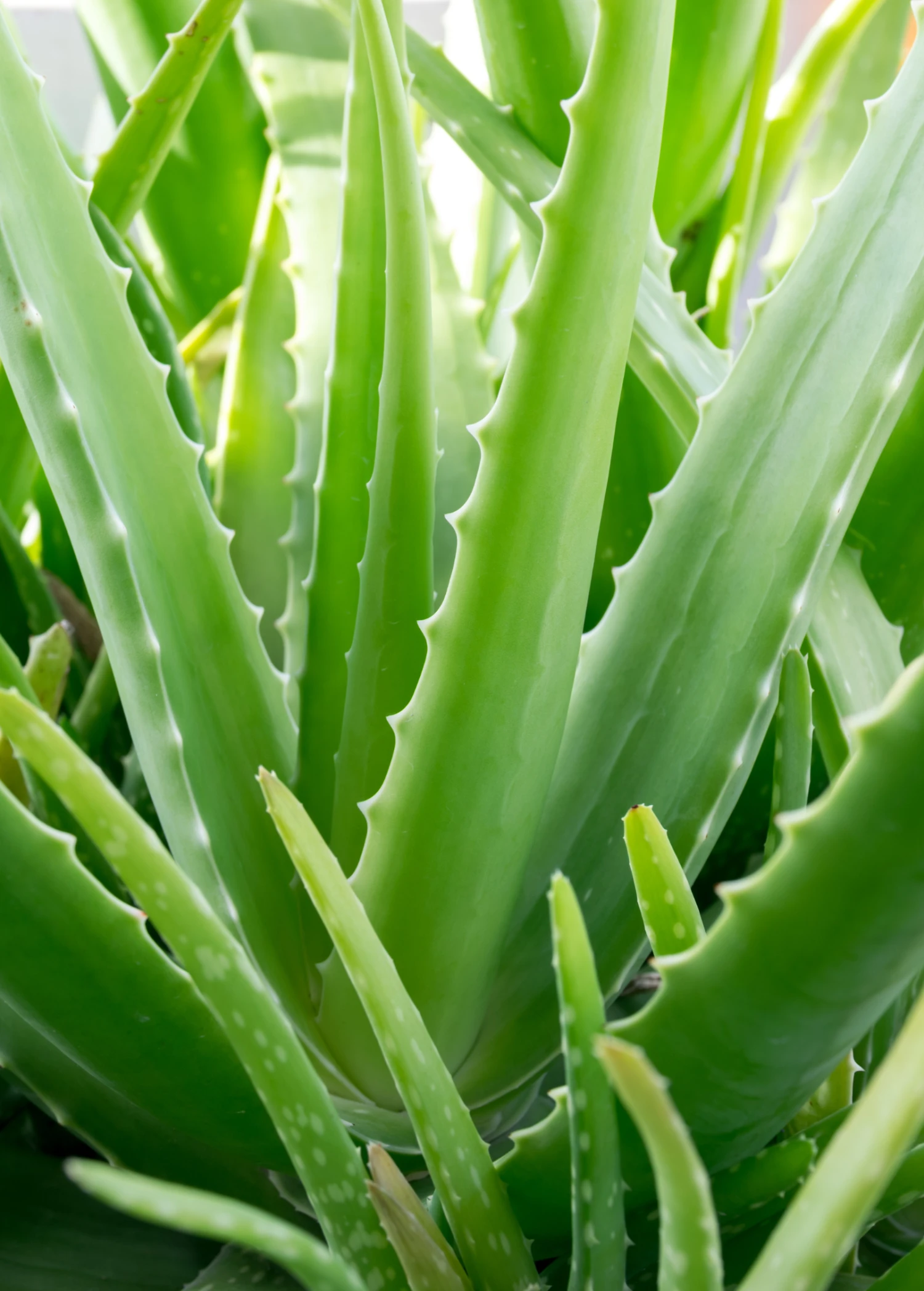 Aloe (Aloe Vera) 4 Aloe (Aloe Vera) - Image 2
