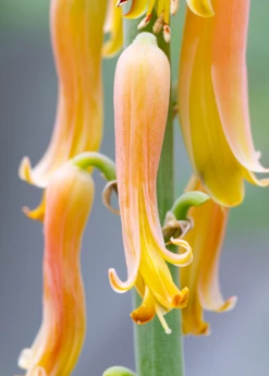 Aloe (Aloe Vera) 13 Aloe (Aloe Vera) -Plant related-Sow Exotic Aloe plants for sale SowExotic a42e42f6 d677 4607 b12b 2e5c9e82ba8a