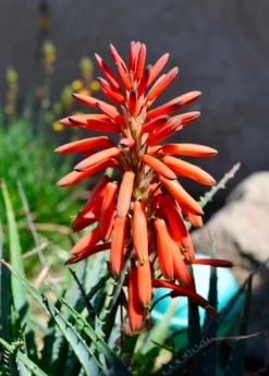 Aloe (Aloe Vera) 11 Aloe (Aloe Vera) -Plant related-Sow Exotic Aloe vera Plant for Sale SowExotic
