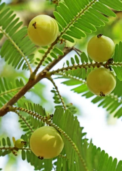 Amla, Indian Gooseberry (Phyllanthus Emblica) -Plant related-Sow Exotic Amla Indian Gooseberry plant for sale