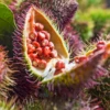 Annatto Achiote (Bixa Orellana) -Plant related-Sow Exotic Annatto Achiote Bixa orellana sow exotic live plant for sale 2