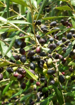 Olive 'Arbequina' (Olea Europea) -Plant related-Sow Exotic ArbequinaOliveTreesforsale SowExotic.com 2