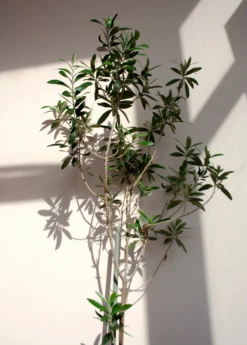 Olive 'Arbequina' (Olea Europea) -Plant related-Sow Exotic ArbequinaOliveTreesforsale SowExotic.com 3