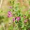Astragalus (Astragalus Membranaceus) -Plant related-Sow Exotic Astragalusmembranaceus plantforsalesowexoticplantnursery 2