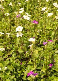 Asystasia, Chinese Creeping Foxglove (Asystasia Gangetica) -Plant related-Sow Exotic Asystasia ChineseCreepingFoxglove Asystasiagangetica beautifulfloweringvinesowexotic 4