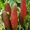 Awapuhi Shampoo Ginger (Zingiber Zerumbet) -Plant related-Sow Exotic Awapuhiginger