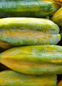 Babaco, Mountain Papaya (Carica Pentagona) -Plant related-Sow Exotic Babaco Vasconcelleaxheilbornii SowExotic 1