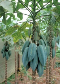 Babaco, Mountain Papaya (Carica Pentagona) -Plant related-Sow Exotic Babaco Vasconcelleaxheilbornii SowExotic 3