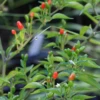 Bird Pepper (Capsicum Annuum Var. Glabriusculum) -Plant related-Sow Exotic BirdPepper Capsicumannuumvar.glabriusculum SowExoticLivePlantforSale