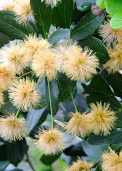 Black Bead (Pithecellobium Keyense) -Plant related-Sow Exotic BlackBeadPithecellobiumkeyenseNativeFruitTreesforSale SowExotic.com