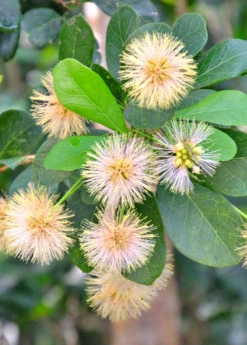 Black Bead (Pithecellobium Keyense) -Plant related-Sow Exotic BlackBeadPithecellobiumkeyenseNativeFruitTreesforSale SowExotic.com 1