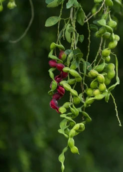 Black Bead (Pithecellobium Keyense) -Plant related-Sow Exotic BlackBeadPithecellobiumkeyenseNativeFruitTreesforSale SowExotic.com 2