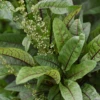 Bloody Dock (Rumex Sanguineus)
