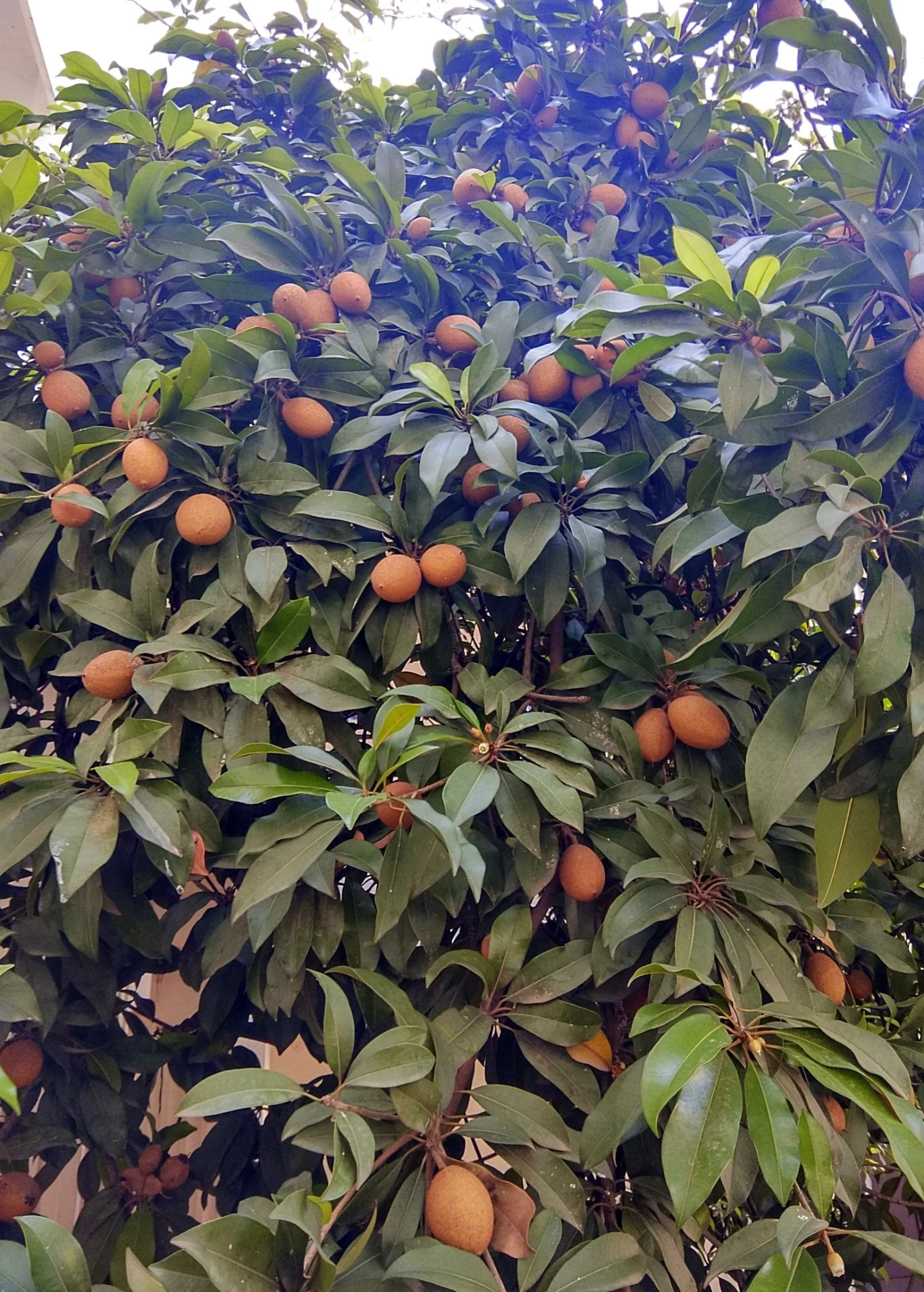 Mamey Sapote 'Key West' (Pouteria Sapota)