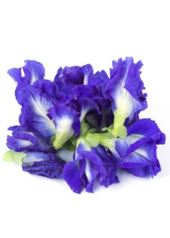 Butterfly Pea (Clitoria Ternatea) -Plant related-Sow Exotic ButterflyPea Clitoriaternatea sowexotic 1