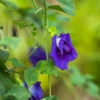 Butterfly Pea (Clitoria Ternatea) -Plant related-Sow Exotic ButterflyPea Clitoriaternatea sowexotic 2