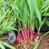 Bawang Dayak (Eleutherine Bulbosa) -Plant related-Sow Exotic BwangDuck