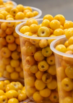 Nance (Byrsonima Crassifolia) -Plant related-Sow Exotic Byrsonima crassifolia nance fruit