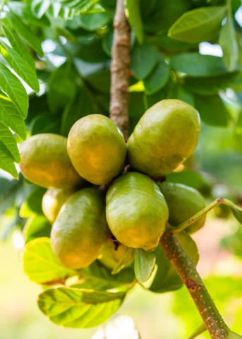 Jocote, Yellow (Spondias Mombin) 3 Jocote, Yellow (Spondias Mombin)