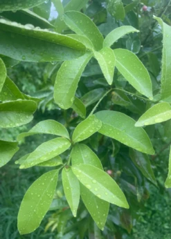 Gin Berry, Ginberry (Glycosmis Pentaphylla) -Plant related-Sow Exotic C99E6CD5 7E9D 4A38 8DFC 637FAC516D3D